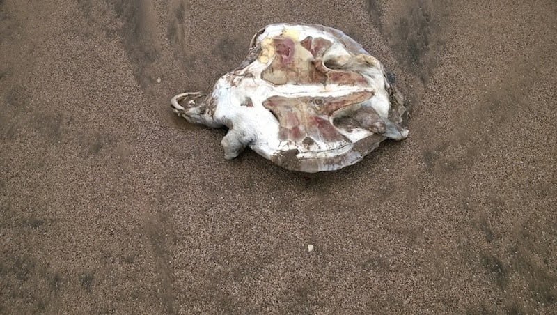 Turtles found dead on Konkan's beaches